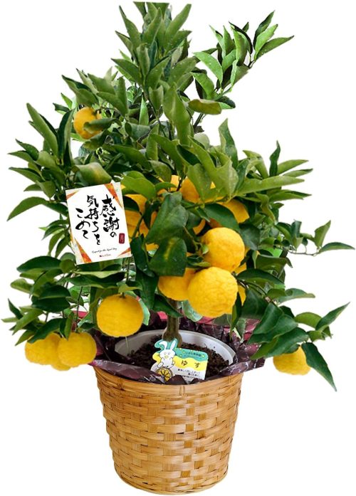 花由(hanayoshi) 選べる果樹inバスケット