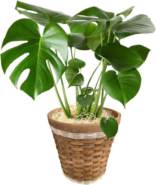 花のギフト社 モンステラ