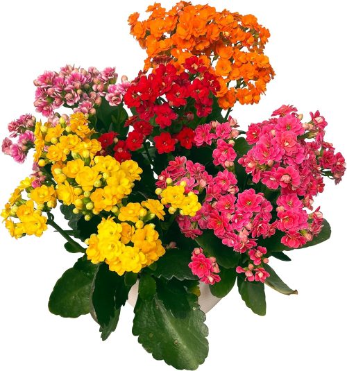 花のギフト社 カランコエ鉢植え