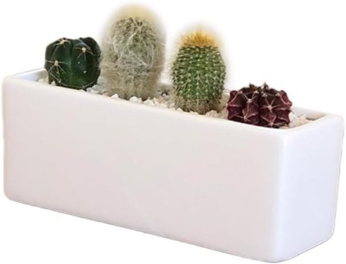 花のギフト社 サボテン寄せ植え