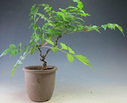 ヴェールモア ノウゼンカズラ オレンジ花 盆栽仕立ての鉢植え