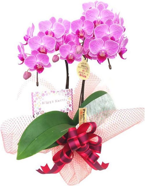 Kirei テーブル胡蝶蘭 3号2F