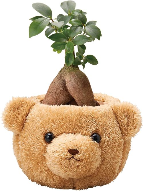 花のギフト社 ガジュマルの木