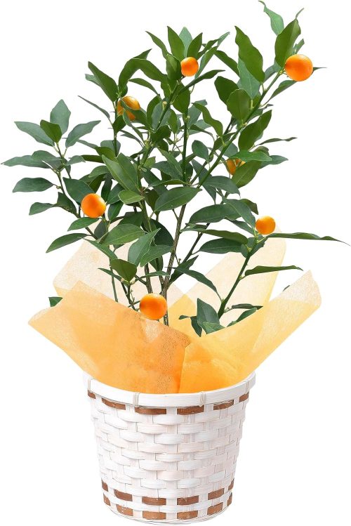 花のギフト社 5種類から選べる果樹