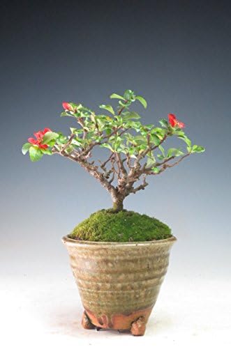 ヴェールモア 盆栽 四季咲き長寿梅 赤花