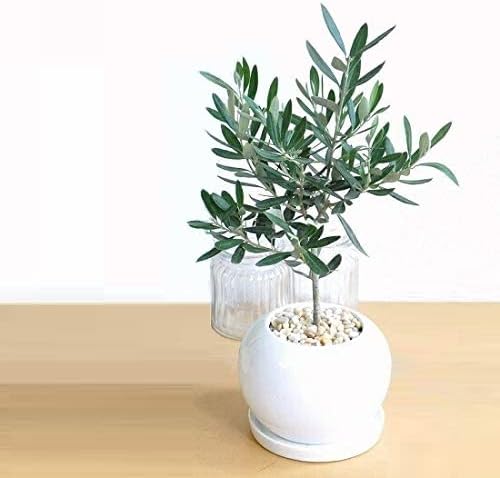 LAND PLANTS オリーブ