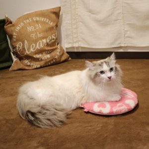 ペット用ホットカーペットのおすすめ17選。充電式のモデルもご紹介