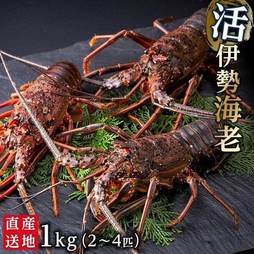 和歌山県那智勝浦町 活伊勢海老 1kg 2~4匹 35,000円