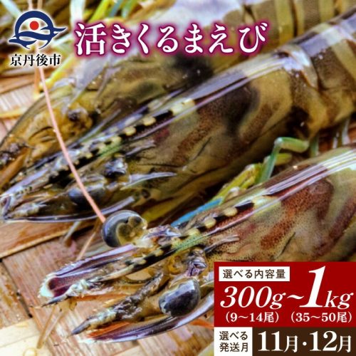 京都府京丹後市 丹後の活きくるまえび 300~1000g 15,000~46,000円