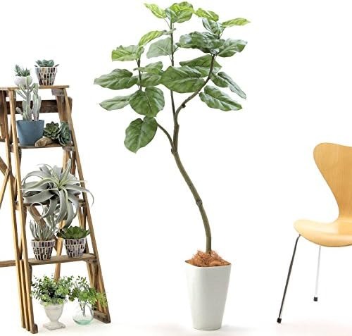 造花ドットコム(zouka.com) プレミアム光触媒フェイクグリーン フィカス ウンベラータ No9266