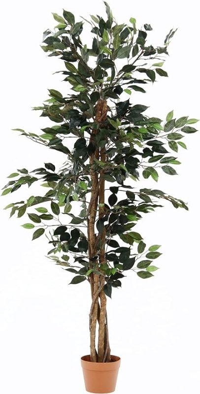 不二貿易 観葉植物 フィカス 690 A 52661