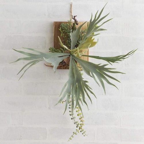 ブラウン(Brown.) ビカクシダ ウォールハンギング アカシア 20