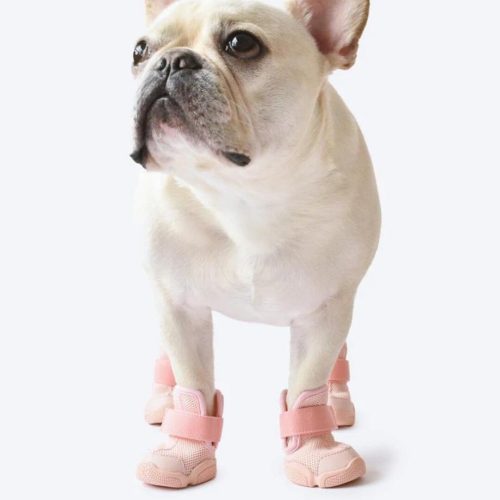 リフラフ(RIFRUF) シーザー1