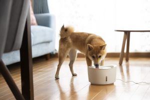 犬用給水器のおすすめ20選。タイプ別に便利な製品をご紹介