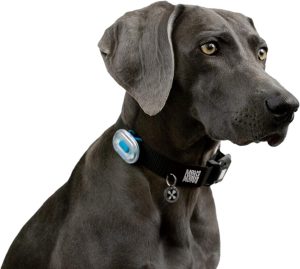 犬用散歩ライトのおすすめ11選。かわいいデザインのモノもご紹介