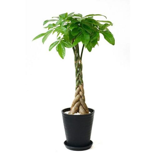 彩植健美 パキラ 8号 セラアート鉢 観葉植物 CR060001