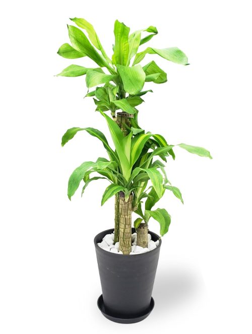 花ざかり 観葉植物 大型 ドラセナ・マッサンゲアナ 幸福の木 8号鉢 ss-mass08