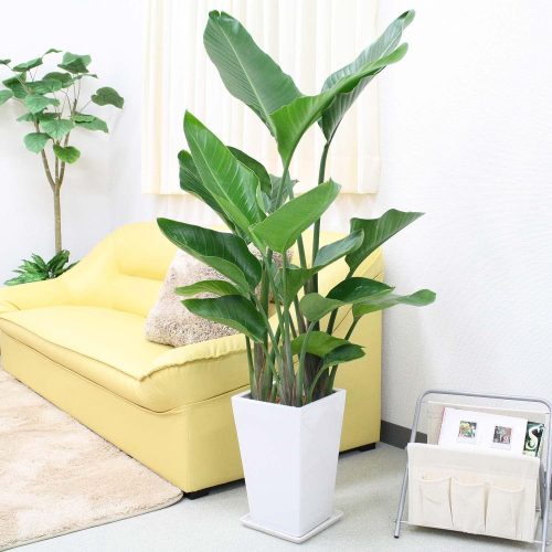 ブルーミングスケープ 観葉植物 オーガスタ 8号 3株植え g8-ogasutaw