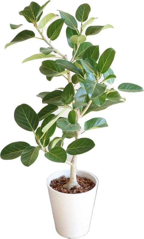 観葉植物のthe green フィカス・ベンガレンシス 8号