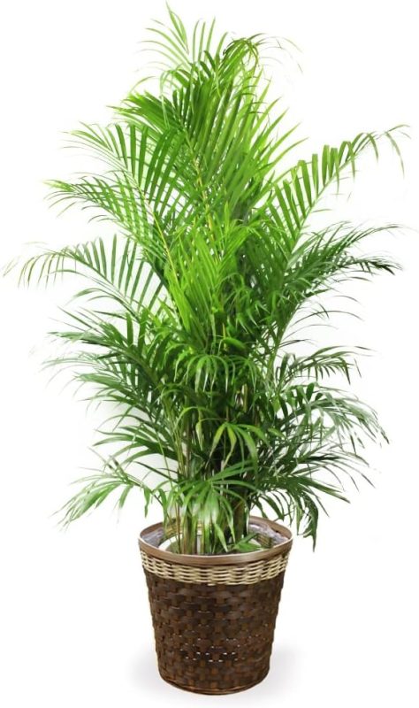 カワナミプランテーション 観葉植物 アレカヤシ 10号