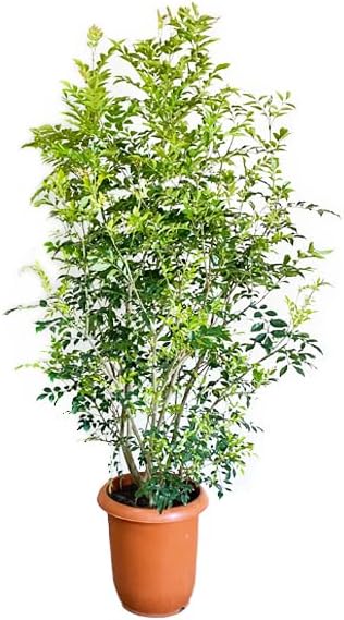 観葉植物のthe green シマトネリコ 10号