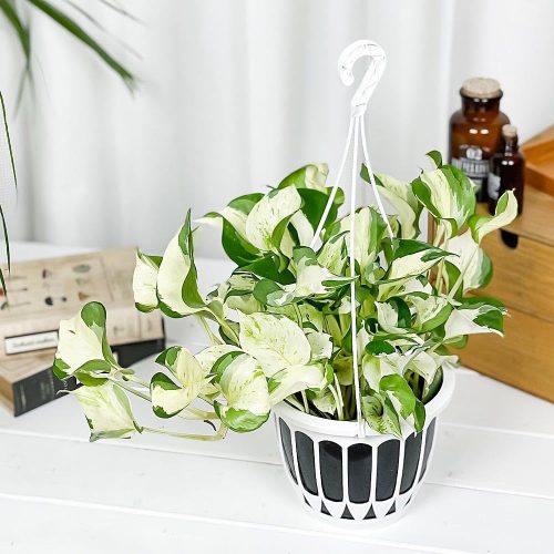 プランチュ(PLANCHU) 観葉植物 ポトス・ステータス 5号吊り鉢 エピプレムナム アロイド