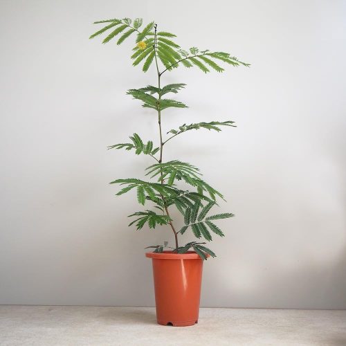 イタンセ(ITANSE) エバーフレッシュ アカサヤネムノキ 観葉植物 5号鉢 kan00040