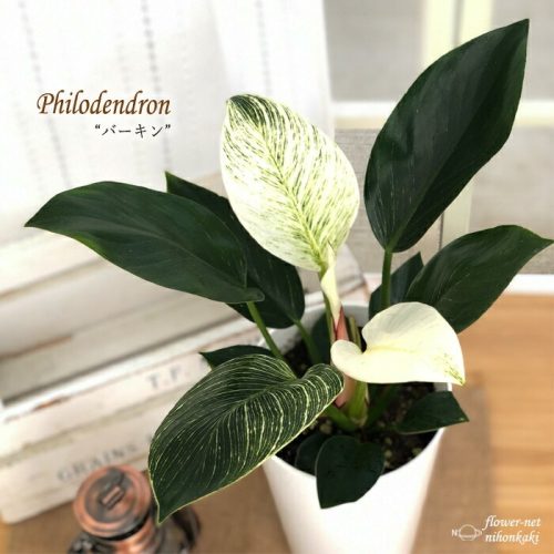 日本花キ流通 観葉植物 フィロデンドロン・バーキン 5号鉢