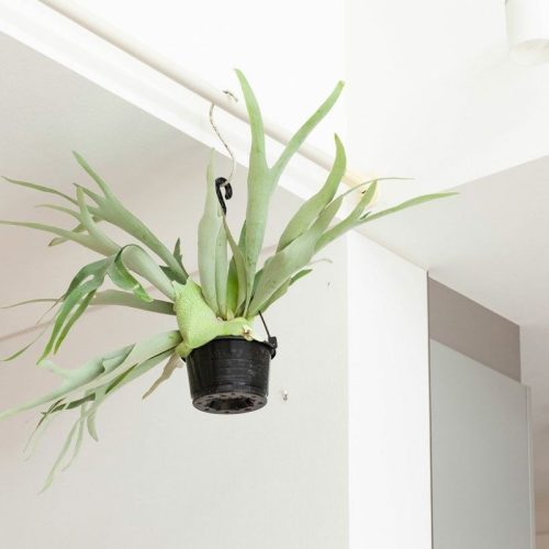 大井仙樹園 観葉植物 ビカクシダ コウモリラン アルシコルネ platycerium01