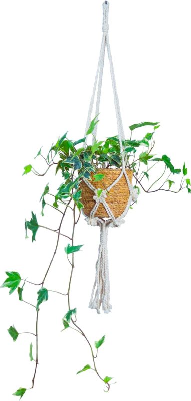 グルーブースト 観葉植物 アイビー ヘデラ ハンギングプランツ カゴ