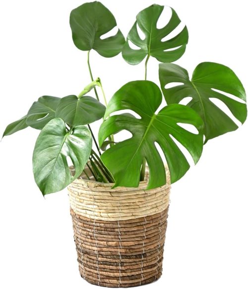 彩植健美 モンステラ 6号鉢 鉢カバー付 観葉植物 KM039003