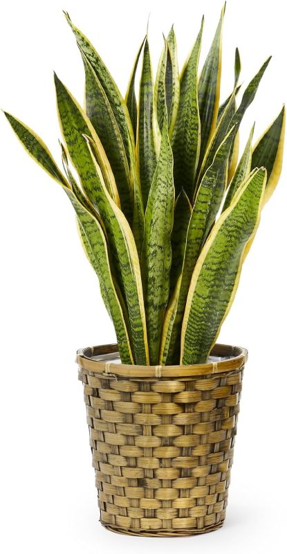 ブルーミー(bloomee) 観葉植物 サンスベリア 7号 木目カゴ