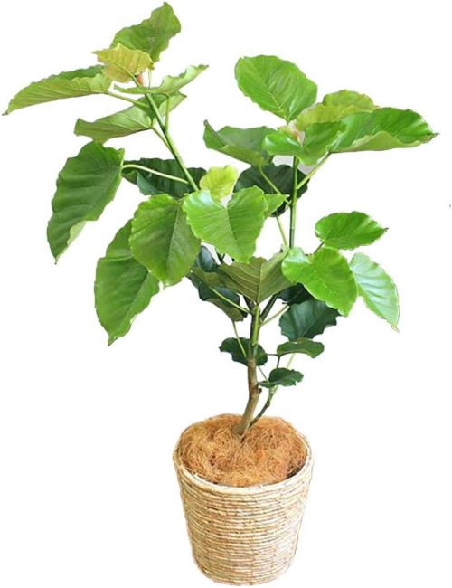 京橋植物園 観葉植物 ウンベラータ 7号