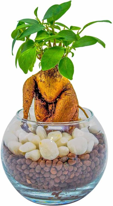 グルーブースト 観葉植物 ガジュマル ハイドロカルチャー