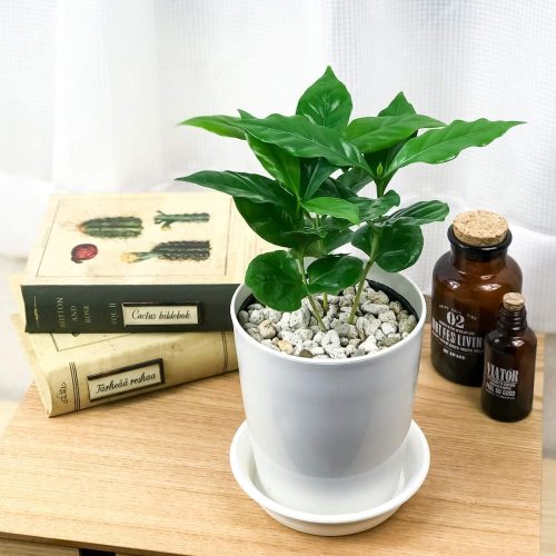 プランチュ(planchu) 観葉植物 コーヒーノキ 4号鉢
