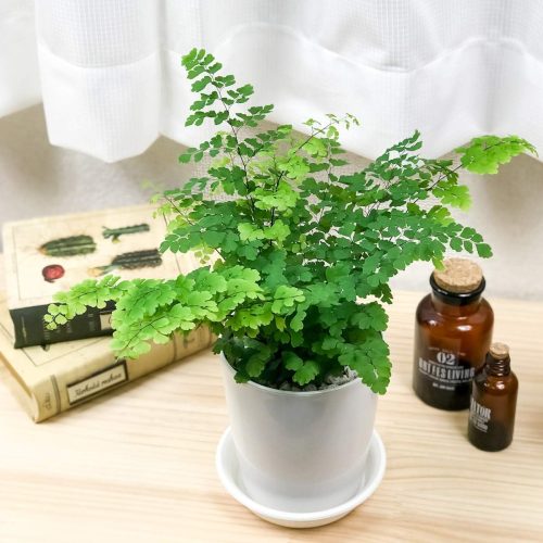 プランチュ(planchu) 観葉植物 アジアンタム・フリッツルーシー 4号鉢