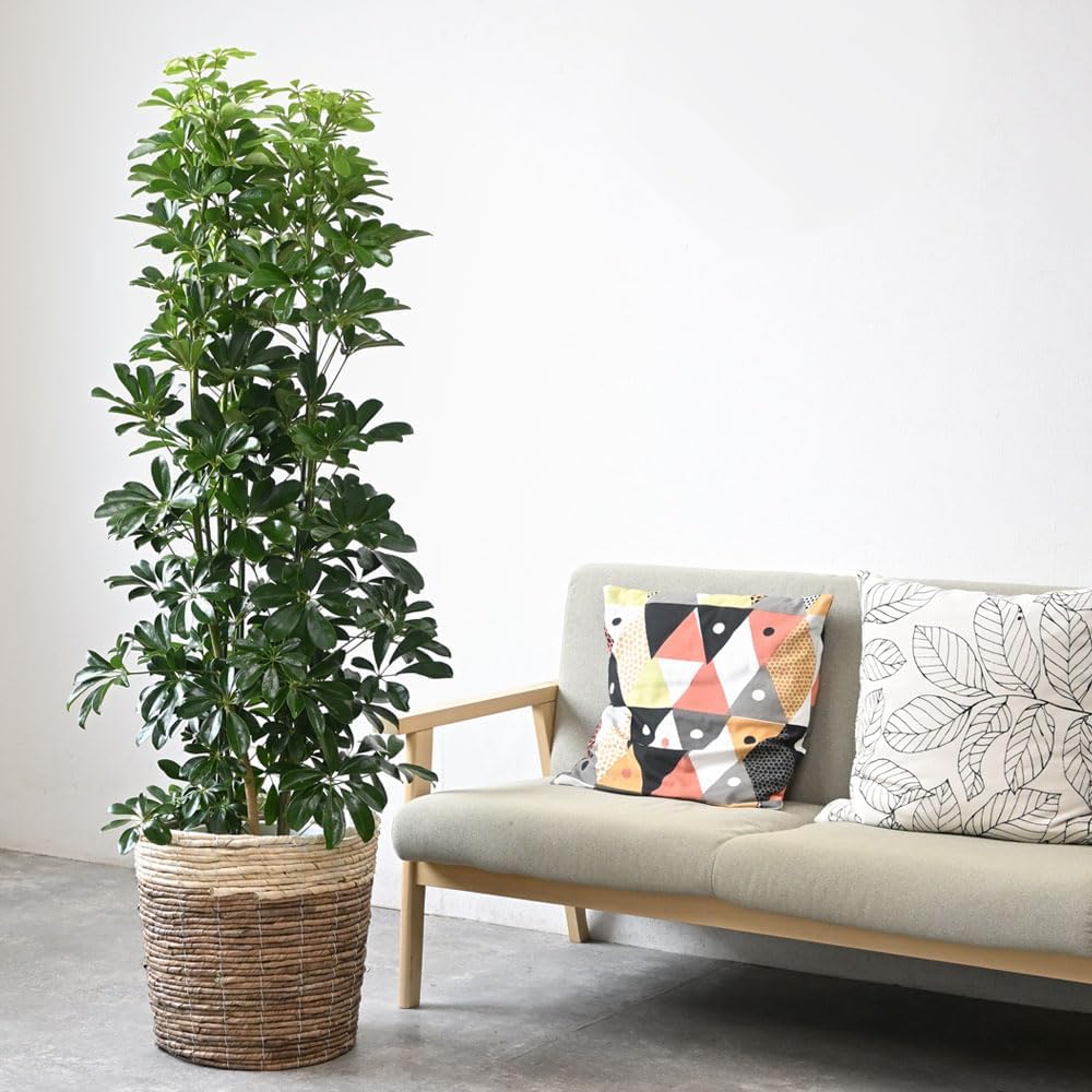 リビングにおすすめの観葉植物20選。育てやすいモノもご紹介