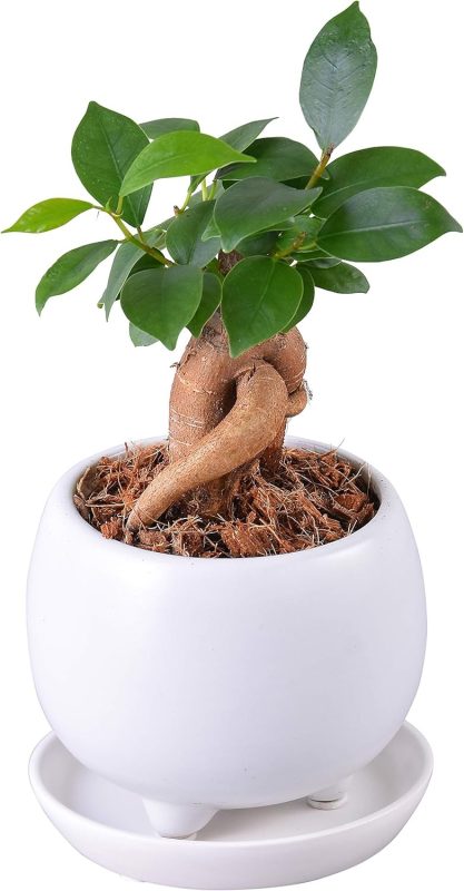 花のギフト社 観葉植物 ガジュマル MS582