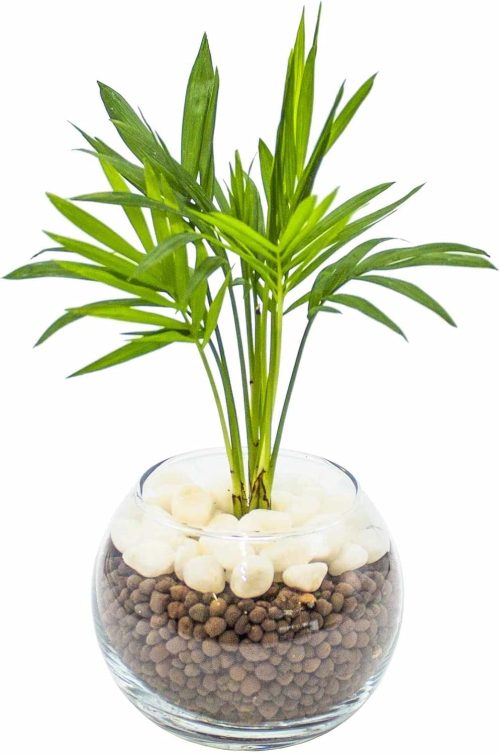 ミィパス(miipas) 観葉植物 テーブルヤシ ハイドロカルチャー