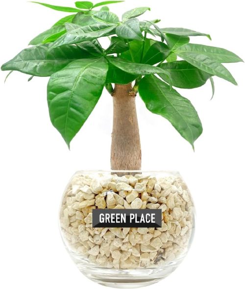 GREEN PLACE 土を使わない観葉植物 パキラ