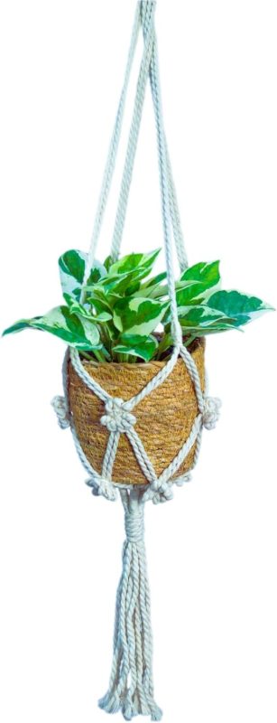 ミィパス(miipas) 観葉植物 ポトス・エンジョイ ハンギングプランツ カゴ