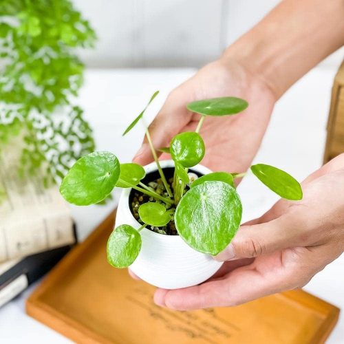 PLANCHU 観葉植物 ピレア・ペペロミオイデス パンケーキプランツ 3号丸鉢