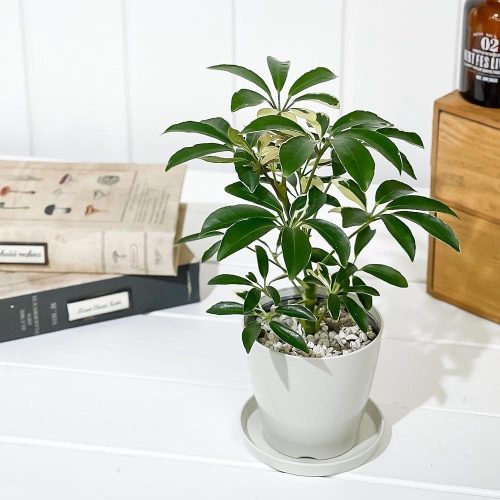 PLANCHU 観葉植物 シェフレラ・アルボリコラ ムーンドロップ 3.5号