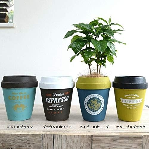 LAND PLANTS 観葉植物 コーヒーノキ チルドカップ型 陶器鉢