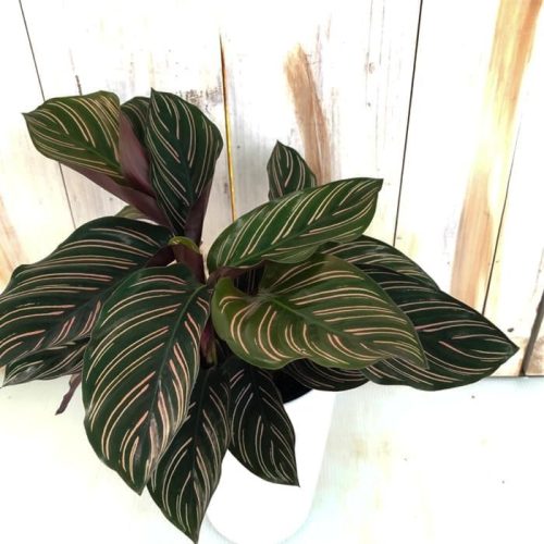 日本花キ流通 観葉植物 カラテア・サンデリアーナ 4号鉢