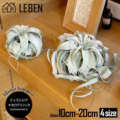 リーベン(LEBEN) 観葉植物 エアプランツ チランジア・キセログラフィカ