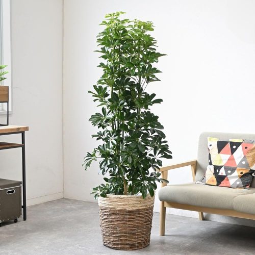 彩植健美 ホンコンカポック 10号鉢 選べる鉢カバー付き 観葉植物 KM100002