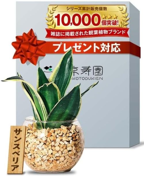 東京寿園 サンスベリア ハイドロカルチャー