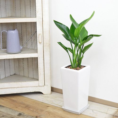 フラワーコーポレーション ストレリチア・オーガスタ