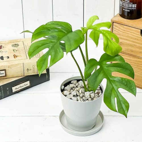 PLANCHU 観葉植物 ヒメモンステラ 3.5号鉢